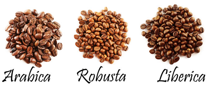 コーヒー豆のルーツを探る!今のコーヒーの祖先となる3大原種とは？